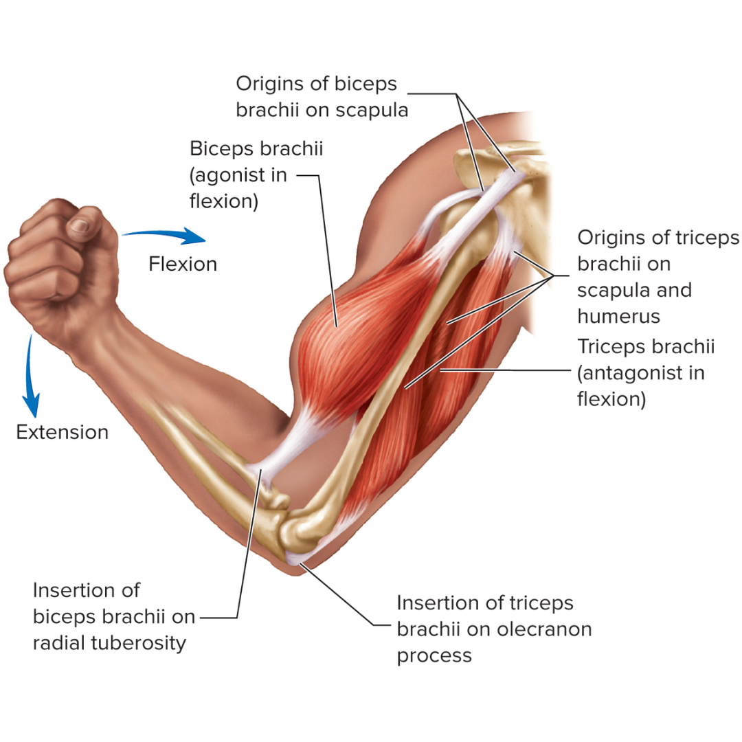 <p><strong>General Principles of Skeletal Muscle Anatomy</strong></p><p>usually the most stationary, proximal end of the muscle; also called the fixed end.</p>