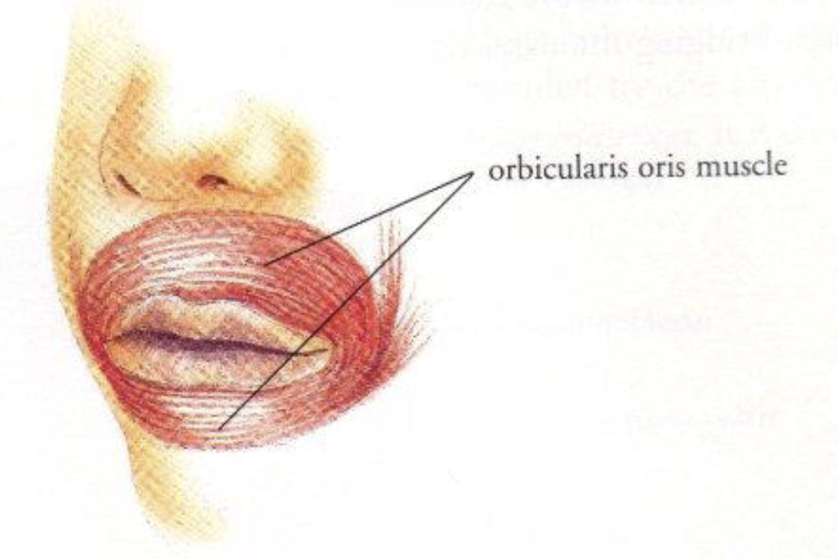 <ul><li><p>Controls movements of the mouth and lips</p></li><li><p>Kissing muscle</p></li><li><p>Allows for facial expression</p></li><li><p>Puckering the lips</p></li><li><p>Forcefully exhale</p></li><li><p>Closing the mouth</p></li></ul><p></p>