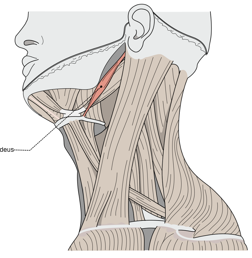<p>Action and innervation of Stylohyoid Muscle</p>