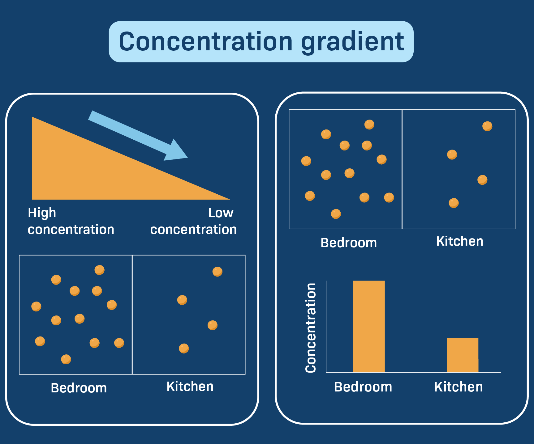 <p>concentration gradient</p>
