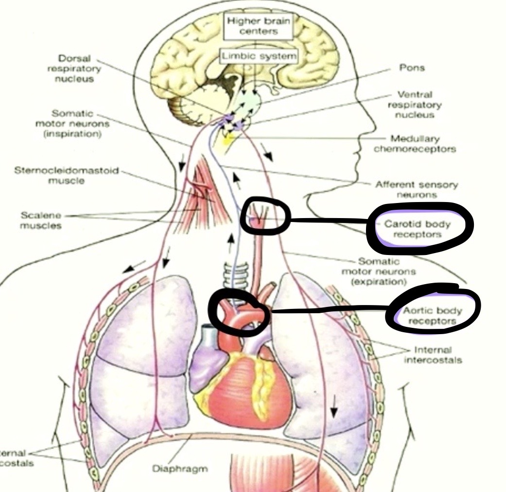 <p><strong>Aortic Bodies + Carotid Bodies </strong></p><p>brings information <span style="color: blue"><strong>where</strong></span>?</p>