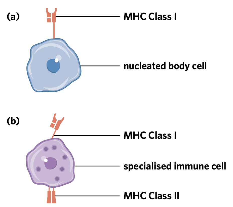 <p>These markers are found on the surface of cells, that labels a cell as ‘self’</p><ul><li><p><strong>MHC Class I markers</strong> are expressed on <u>all nucleated cells</u> in the body. So, all cells in the human body except for those without a nucleus (e.g. red blood cells) </p></li><li><p><strong>MHC Class II markers</strong> are found on <u>specialised cells of the immune system</u>.</p></li></ul><p></p>