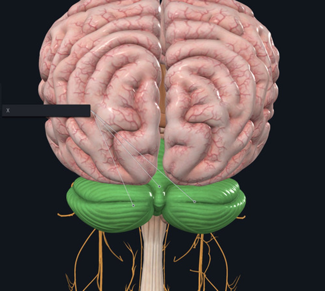 <p>Name the highlighted structure indicated by the X.</p>