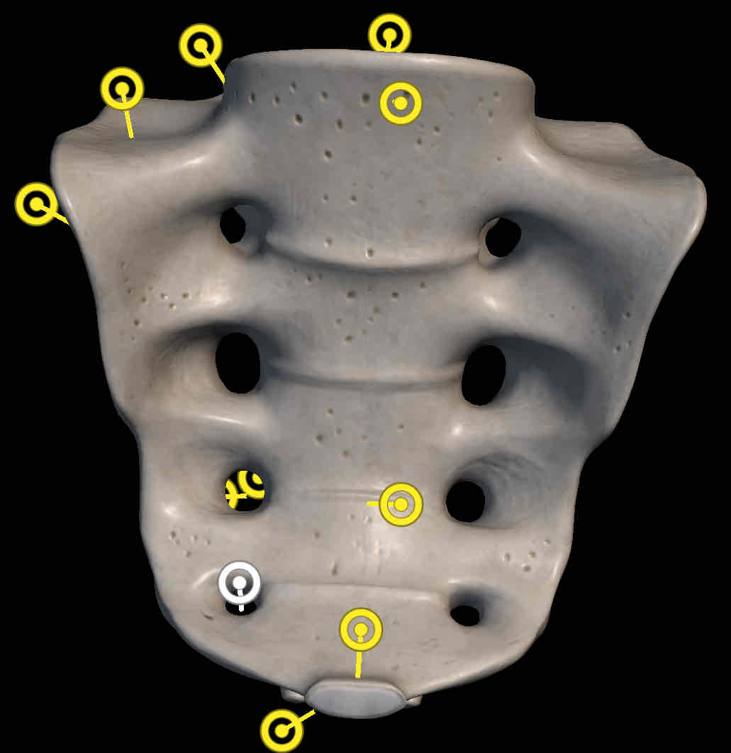 <p>Name holes on sacrum</p>