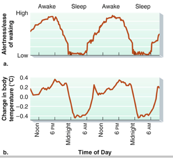 <p>– pattern of sleep-wake cycles that in human beings roughly corresponds to periods of daylight and night</p><p></p><p>• We experience changes in alertness and body temperature in predictable ways during sleep/waking.</p>