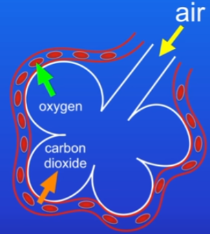 <p>Process: Oxygen in air diffuses into blood stream, co2 diffuses out back into air.</p><p>Rapidly done by:</p><ul><li><p>Millions of them = huge SA for lungs</p></li><li><p>very thin walls = very short diffusion pathway</p></li><li><p>very good blood supply = once o2 is diffused into blood, it’s rapidly removed = concentration gradient is as steep as possible</p></li></ul>