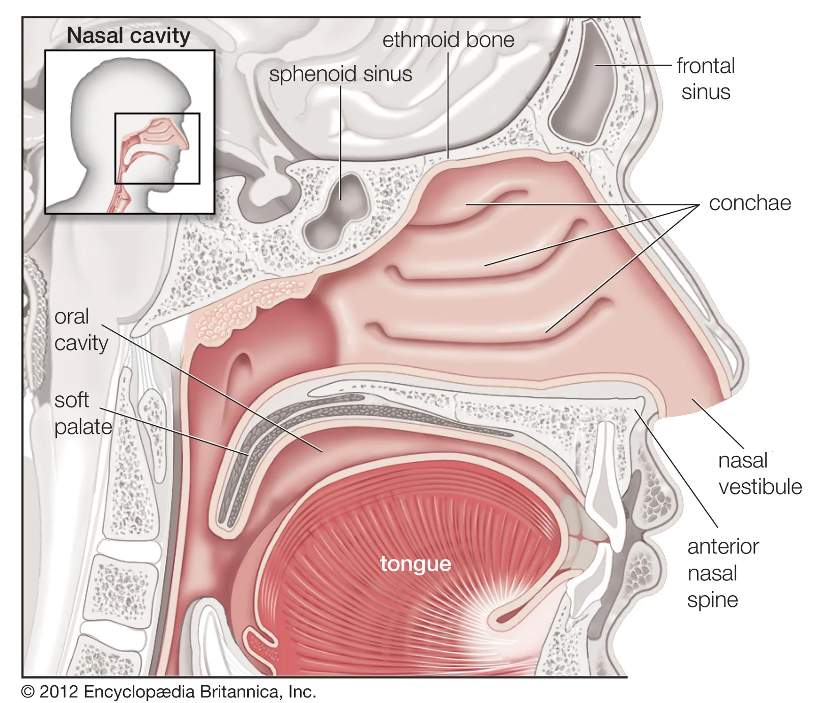 <p>Nasal</p>