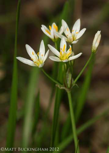 Family: Liliaceae

SN: Nothoscordum bivlave 