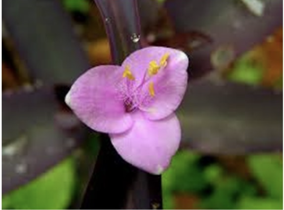 <p><span>What class of Anthophyta does the flower belong to?</span></p>