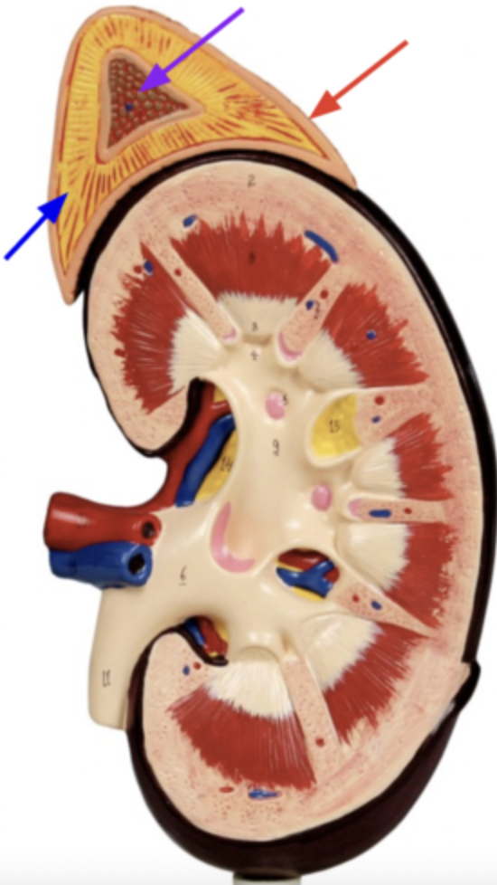 <p>What is the red arrow pointing to?</p>