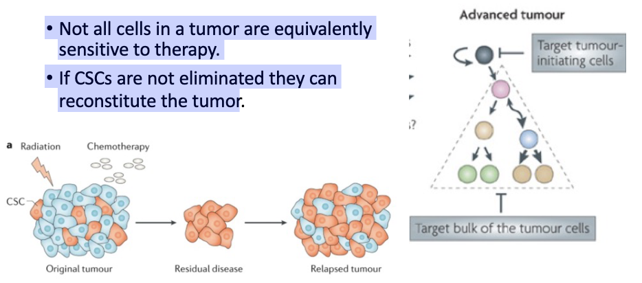<p>• Not all cells in a tumor are equivalently sensitive to therapy.</p><p>• If CSCs are not eliminated they can reconstitute the tumor</p>