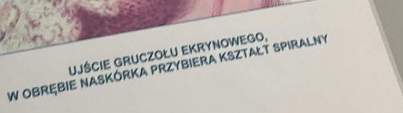 <p>termoregulacja</p>