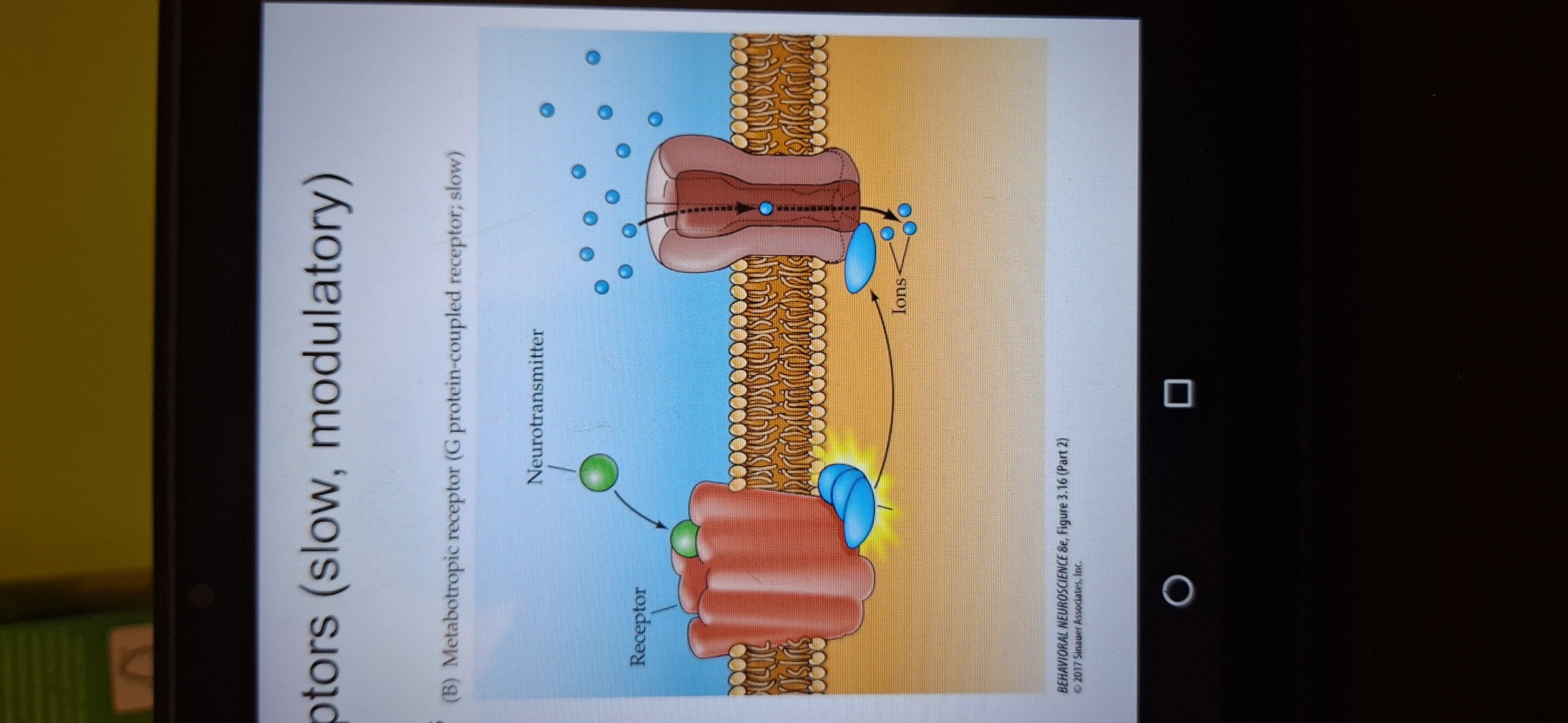 <p>Transmitter bind to Gprotrin. Protein is released. Binds to channel prot3in and channel opens. This is slow and has delay.</p>