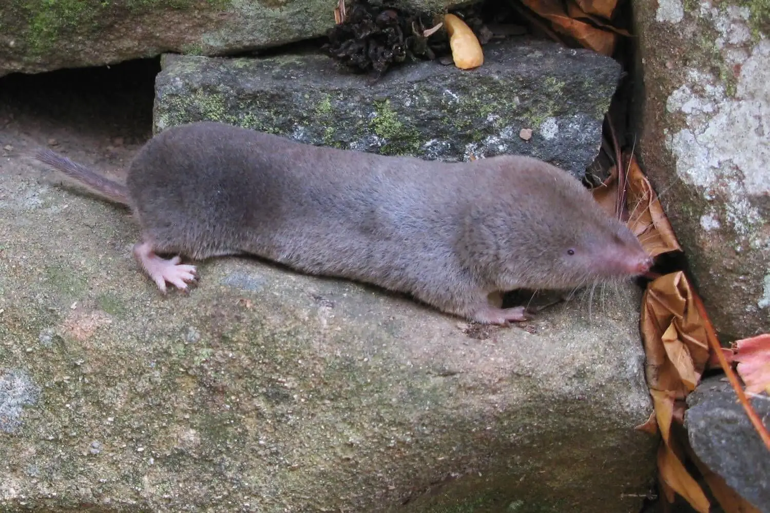 <p>northern short tailed shrew </p>