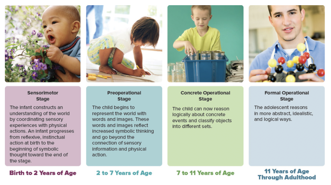 <p>theory that children go through 4 stages of cognitive development as they understand the world</p><p></p>