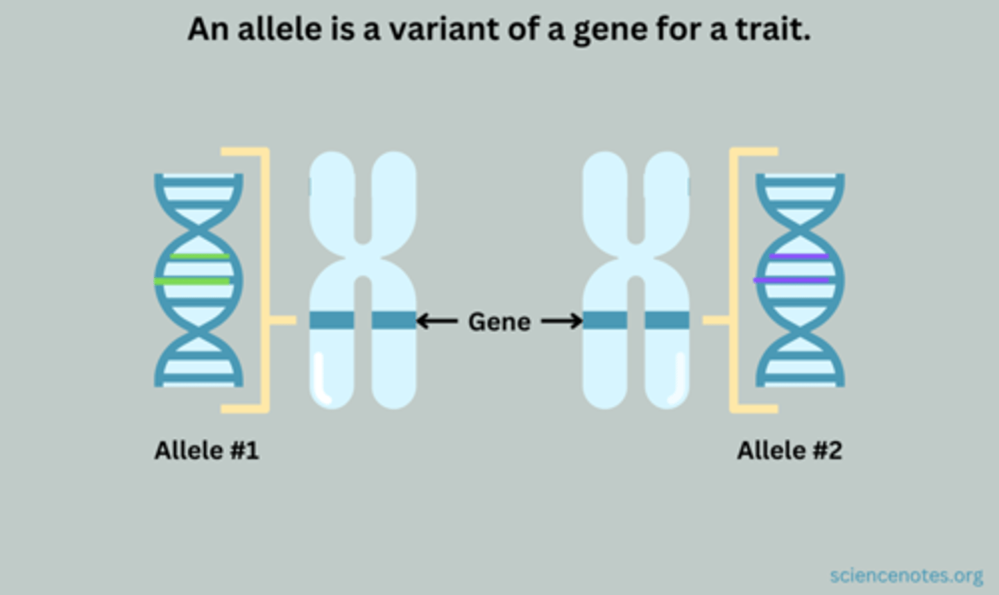 <p>a specific DNA sequence of a gene that encodes for a protein or RNA</p>