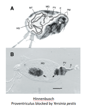<p><span style="background-color: transparent;"><span>Oriental rat flea (</span><em><span>Xenopsylla cheopis</span></em><span>)</span></span></p><ul><li><p><span style="background-color: transparent;"><span>Flea becomes infected after it has fed on infected rat.</span></span></p></li><li><p><span style="background-color: transparent;"><span>Bacteria multiply in proventriculus (part of stomach) where they form an obstruction.</span></span></p></li><li><p><span style="background-color: transparent;"><span>Flea becomes “blocked” so it becomes hungry.</span></span></p></li><li><p><span style="background-color: transparent;"><span>Repeated attempts to feed, blood is taken from victim, but cannot pass the block and mixes with bacteria.</span></span></p></li><li><p><span style="background-color: transparent;"><span>Infected blood regurgitated into bite wound.</span></span></p></li><li><p><span style="background-color: transparent;"><span>Blocked fleas may live up to 2 weeks.  Some die, but none lose the infection.</span></span></p></li></ul><p></p>