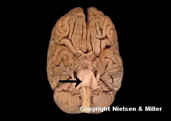 <p>what is indicated nerve</p>