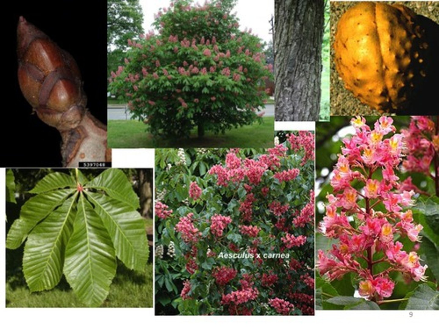 <p>1'. Angiosperms</p><p>----------------</p><p>10. Leaves compound</p><p>----------------</p><p>11. Leaves palmately compound</p><p>----------------</p><p>12'. Eudicot tree with branched trunk, leaves opposite, usually with 5</p><p>leaflets, each 4-6 inches long</p>