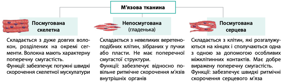 <ul><li><p>посмугована скелетна</p></li><li><p>непосмугована (гладенька) - внутрішні органи</p></li><li><p>посмугована серцева</p></li></ul><p></p>