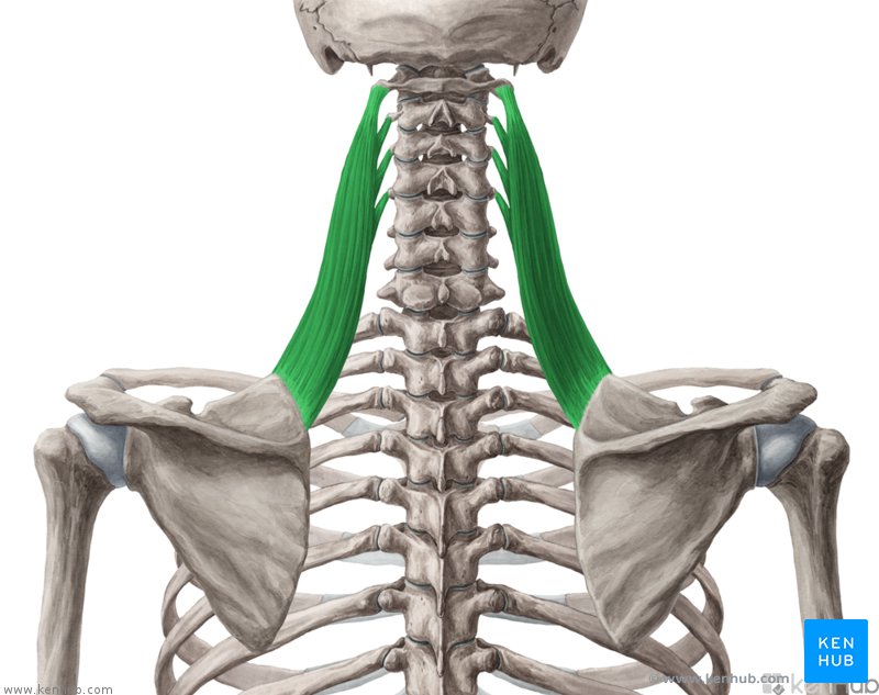 <p>Origin: TP of C1-C4</p><p>Insertion: superior medial border of scapula</p><p>Action: elevation, retraction, and downward rotation</p>