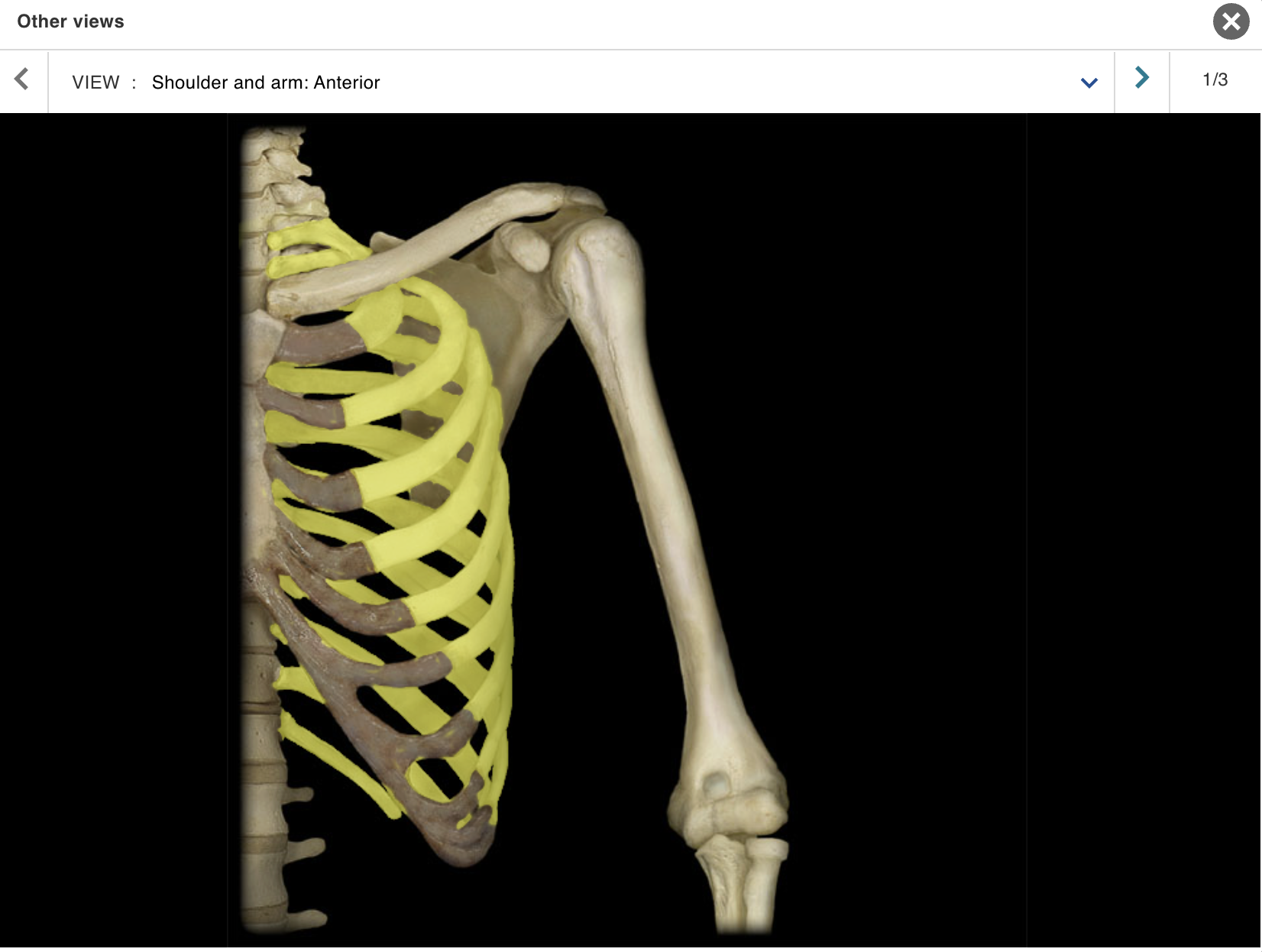 <p>Location:</p><p class="p1">• Thorax</p><p class="p1">Description:</p><ul><li><p>﻿﻿Twelve pairs of curved, flat bones</p></li><li><p>﻿﻿All ribs: articulate with thoracic vertebrae</p></li><li><p>﻿﻿True ribs (ribs 1-7): attached directly to sternum by costal cartilages</p></li><li><p>﻿﻿False ribs (ribs 8-10): attach indirectly to sternum via shared costal cartilages</p></li><li><p>﻿﻿Floating ribs (ribs 11-12): not attached to sternum</p></li></ul><p>Comment:</p><p class="p1">• Alternate definition: some include the floating ribs (11-12) as a subcategory of false ribs</p>