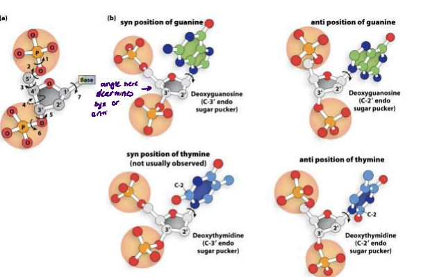 <ul><li><p>rotation around contiguous bonds that make up sugar-phosphate backbone</p></li><li><p>nucleotides can either be linear (stacked on stop of each other) or puckered</p></li></ul>