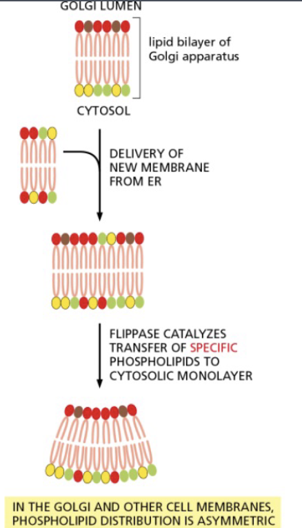 <ul><li><p>confined to one side of the membrane</p></li><li><p>flippases help to establish and maintain the asymmetric distribution of phospholipids characteristics of animal cell membranes</p><ul><li><p>when membranes leave the ER and are incorporated in the golgi, they encounter a different set of transporters called flippases, which selectively remove phosphatidylserine and phosphatidylethanolamine from the noncytosolic monolayer and flip them to the cytosolic side</p></li><li><p>this transfer leaves phosphatidylcholine and sphingomyelin concentrated in the noncytosolic monolayer</p></li><li><p>the resulting curvature of the membrane may help drive subsequent vesivle budding&nbsp;</p></li></ul></li></ul><p></p>