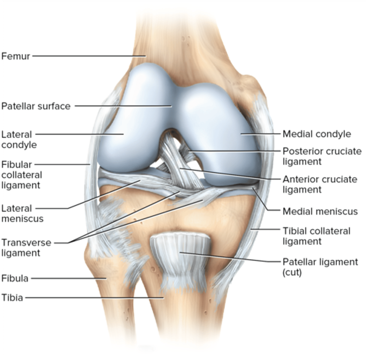 <p>femorotibial joint, the largest and most complex diarthrosis of the body; functions as a hinge joint; has lateral and medial menisci; fibular collateral, tibial collateral, anterior cruciate, posterior cruciate ligaments</p>