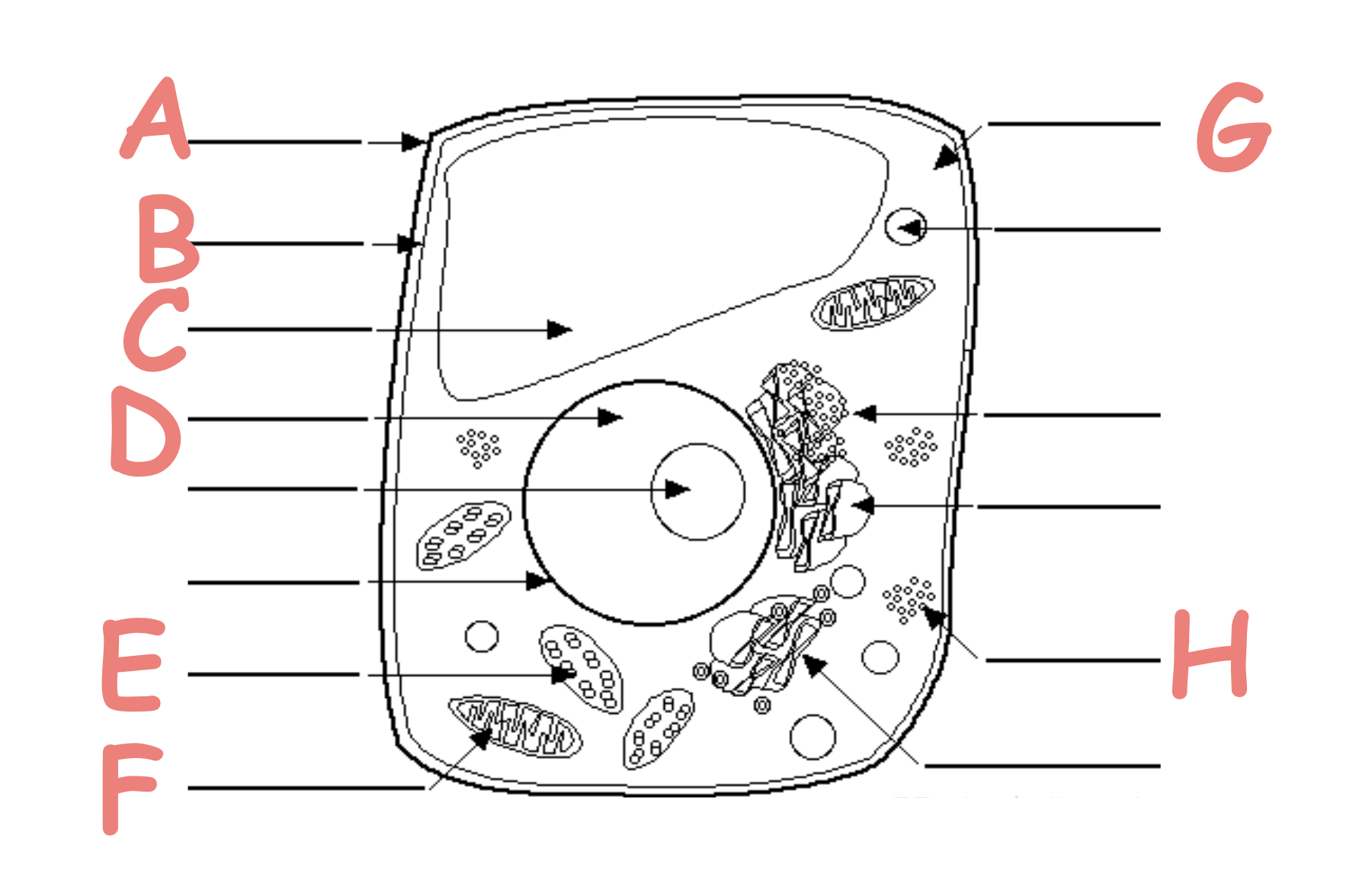 <p>Which letter shows the Cell Wall</p>