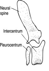 Bases of ventral arches that support the arches