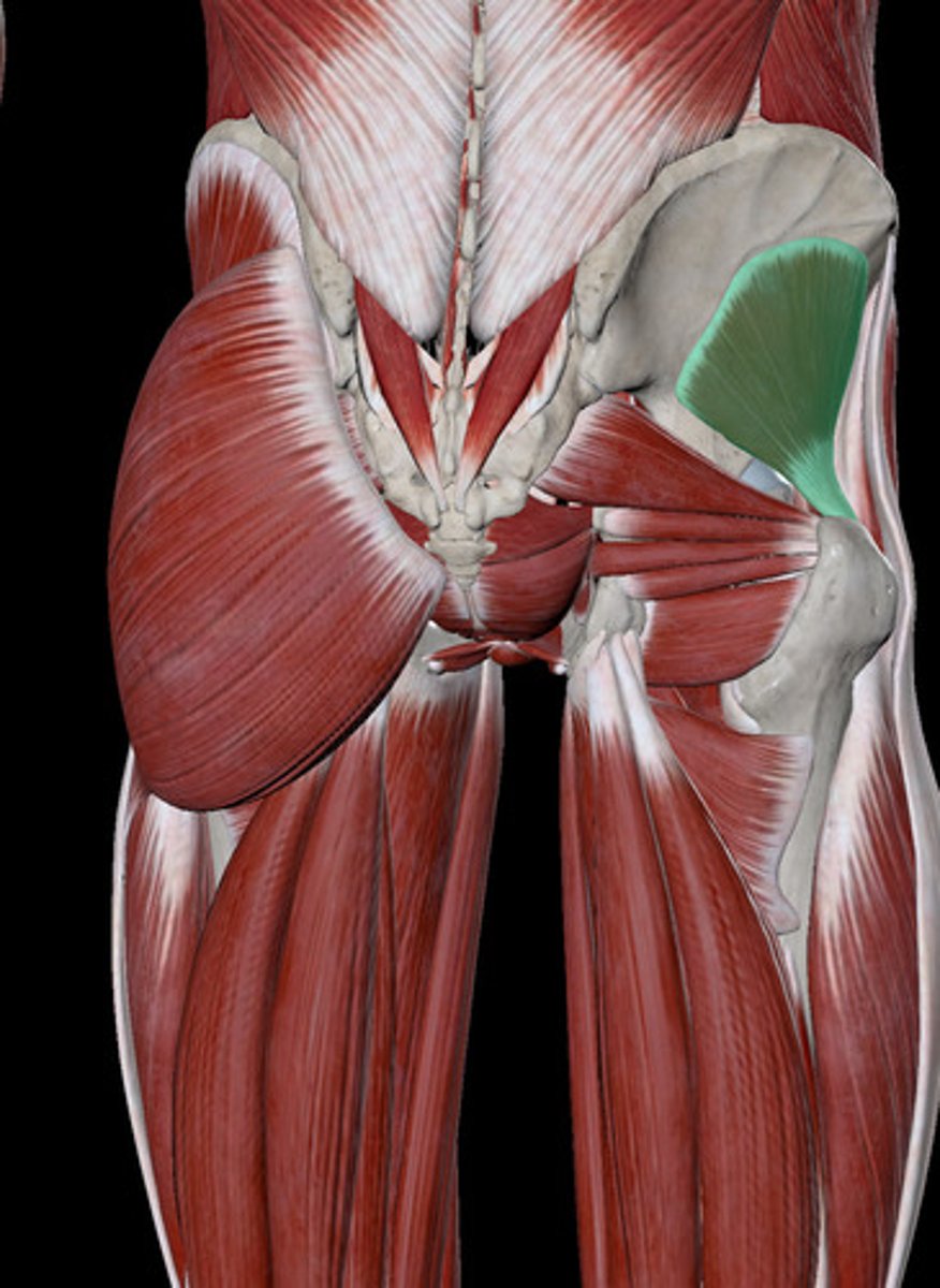 <p>abducts and medially rotates thigh (under gluteus maximus and Medius)</p><p>thigh and leg muscles</p>