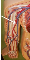<p>Main Artery in the upper arm.</p>