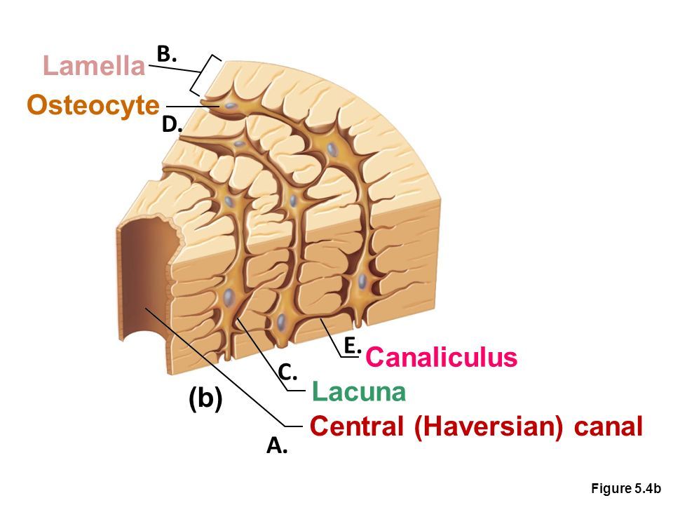 <p>canaliculi</p>