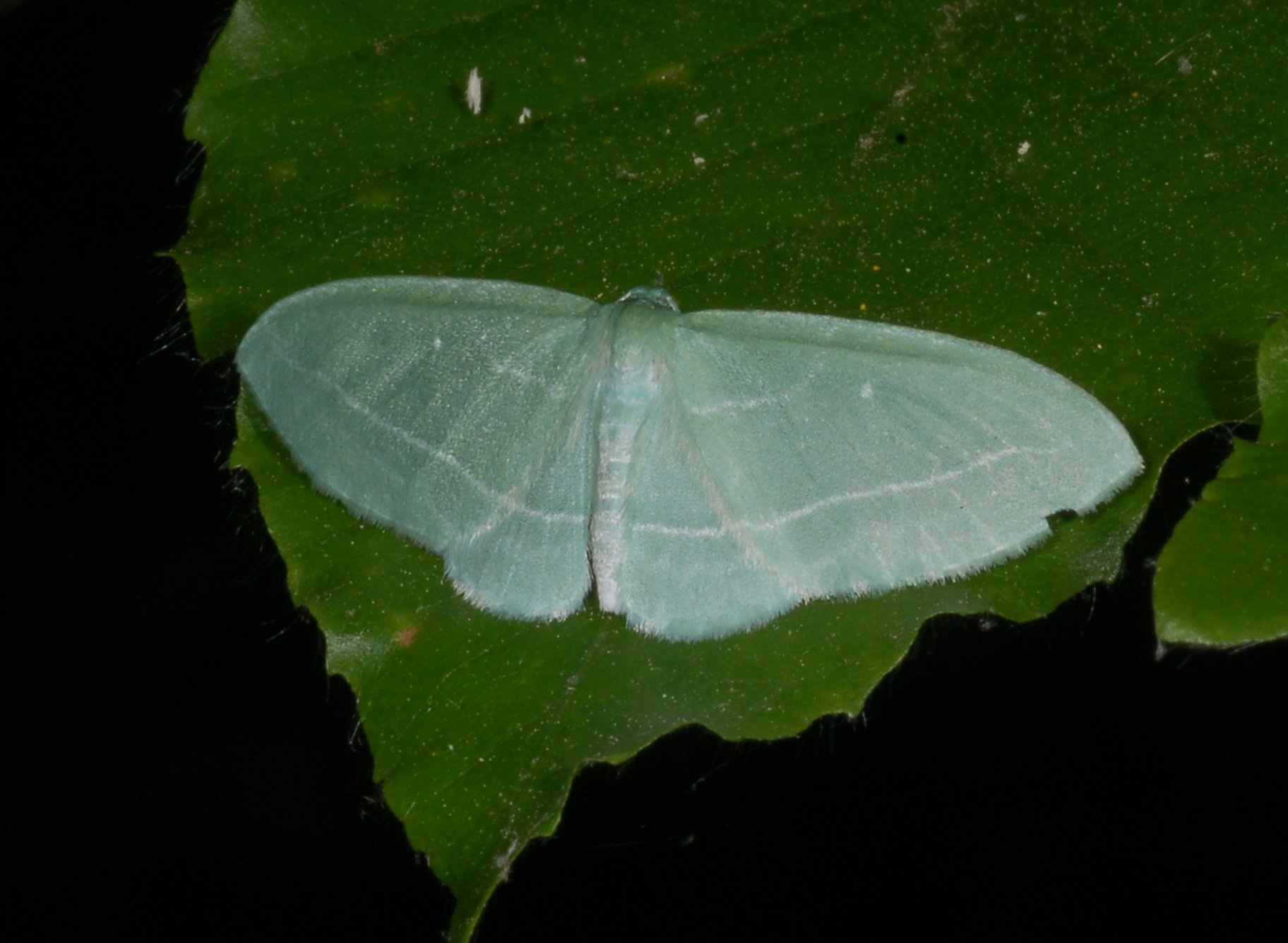 <ol><li><p>Antennae filiform or pectinate</p></li><li><p>Wings with wavy lines that are continuous from forewing to hindwing</p></li><li><p>Tympana present on first abdominal segment</p></li><li><p>Subcosta (Sc) of hindwing bends sharply downward near base</p></li><li><p>Cubitus of front wing appears three-branched (trifid venation)</p></li></ol><p></p>