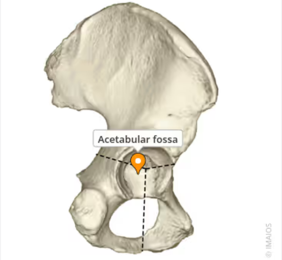 <p>dit is de centraale uitholing bij het acetabulum</p>