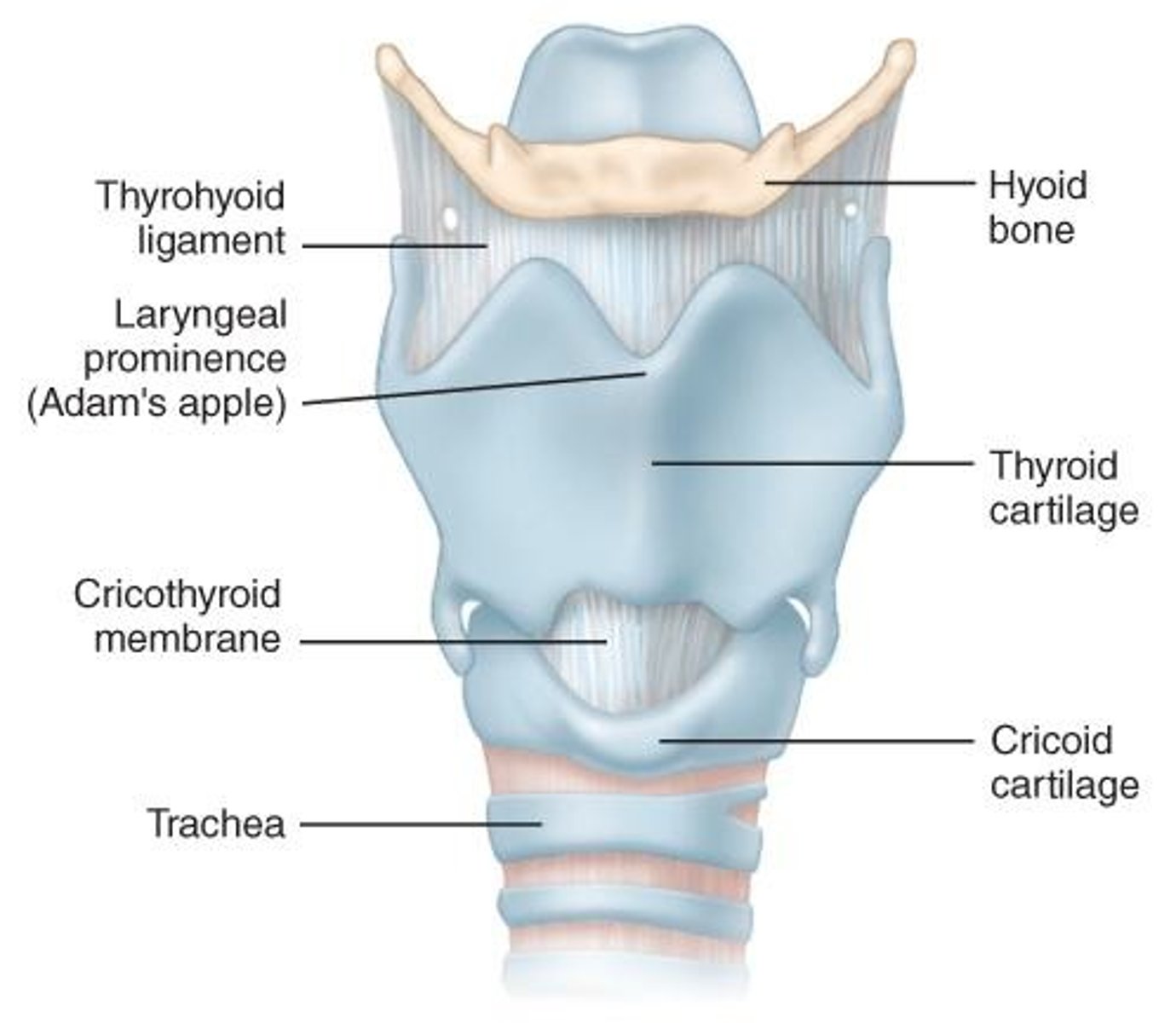 <p>Air passage connecting larynx to bronchi.</p>