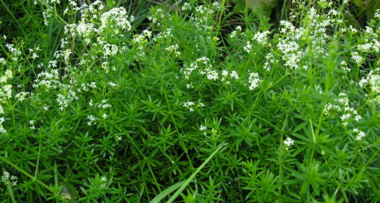 <p>svízel přítula</p>