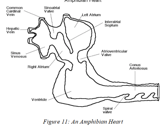 <p>Modified for <strong>air-breathing</strong>, allowing separation of oxygenated and deoxygenated blood.</p><p><u>Four Key Modifications:</u></p><ol><li><p><strong>Interatrial Septum</strong> (partial or complete)</p><ul><li><p>Separates right and left atria</p></li><li><p><strong>Left atrium</strong> receives <strong>oxygenated </strong>blood from lungs/swim bladder</p></li><li><p><strong>Right atrium</strong> receives <strong>deoxygenated </strong>blood from sinus venosus</p></li></ul></li><li><p><strong>Interventricular Septum (partial)</strong> or <strong>Ventricular Trabeculae</strong></p><ul><li><p>Both reduce mixing of oxygenated/deoxygenated blood</p></li></ul></li><li><p><strong>Spiral Valve in Conus Arteriosus</strong></p><ul><li><p>Separates oxygen/deoxblood</p></li><li><p>Routes <strong>oxygenated</strong> blood → systemic arches</p></li><li><p>Routes <strong>deoxygenated</strong> blood → lungs or gills</p></li></ul></li><li><p><strong>Shortened Ventral Aorta</strong></p><ul><li><p>Blood goes straight from conus arteriosus to the correct vessel</p></li><li><p>Urodeles are the exception—they keep a prominent ventral aorta</p></li></ul></li></ol><p></p>