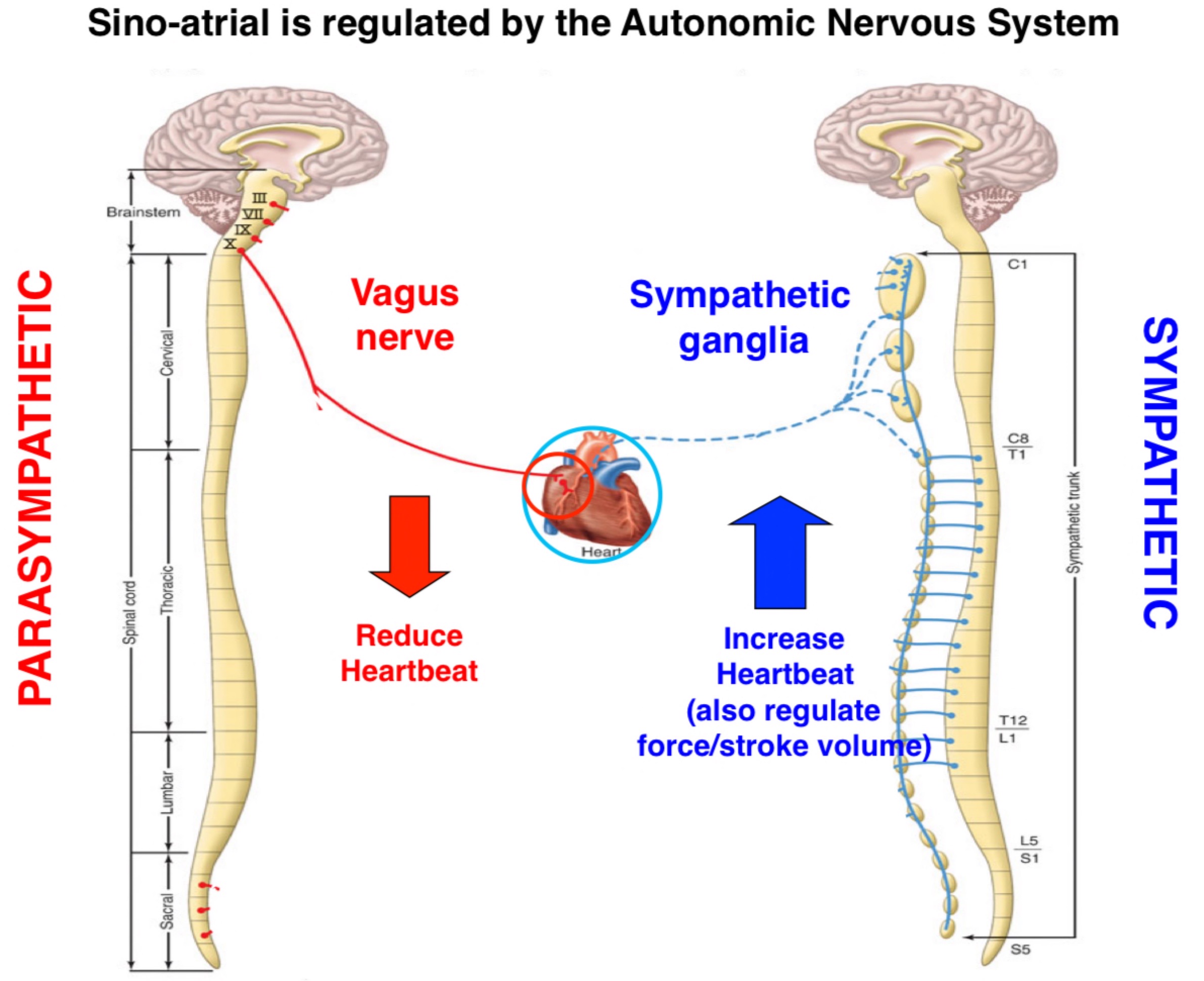 <p>Autonomic nervous system</p><ul><li><p>Sympathetic system system innervates the WHOLE heart</p></li><li><p>Parasympathetic innervates just the SA and AV heart</p></li><li><p>Both systems are tonically active but parasympathetic dominates at rest</p></li><li><p>Controls blood volume and HR</p></li></ul><p>→ Cut vagus nerve HR will automatically increase</p>