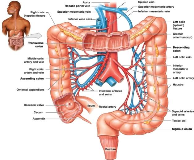 <p><strong><em>Proceeds inferiorly from the left splenic colic</em></strong> flexure along the left side of the abdomen to the iliac fossa</p>