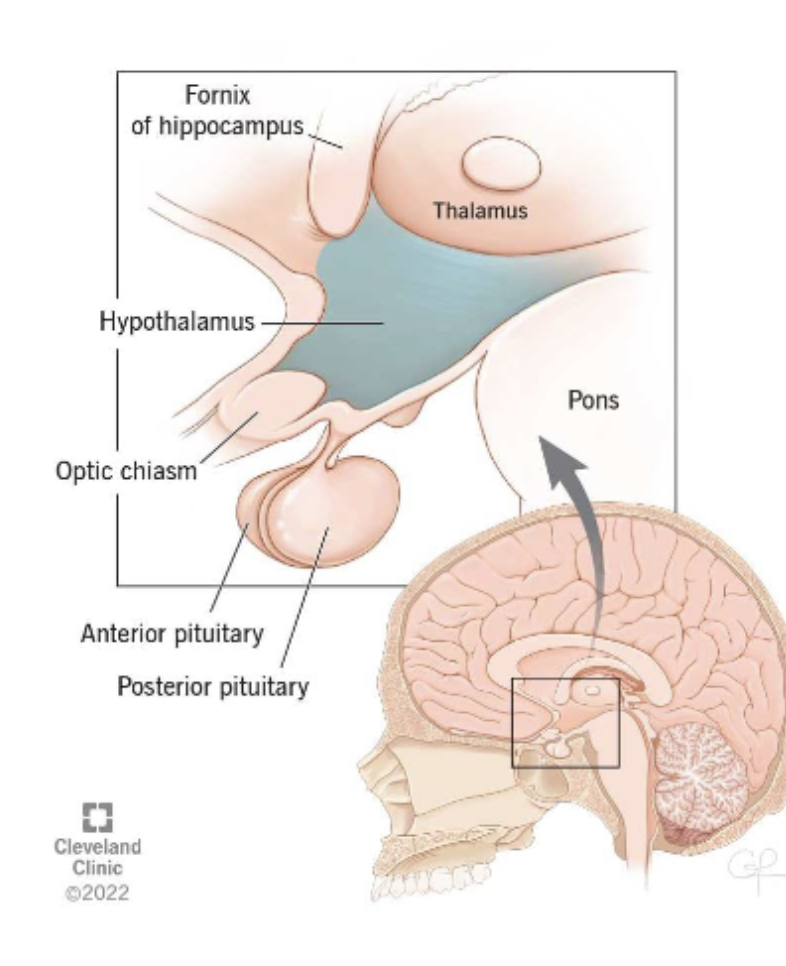 <p><span><span>Controls the functions necessary for </span><em><span>homeostasis</span></em><span> (i.e., the normal state of the body): body temperature, metabolic rate, circadian rhythm.</span></span></p><p><span><em><span>Produces hormones</span></em><span> but also </span><em><span>regulates hormone production</span></em><span> in other areas, for example in the </span><em><span>pituitary gland</span></em><span> (axonal connections to the posterior pituitary gland).</span></span></p>