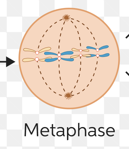 <p>chromosomes line up at metaphase plate</p>
