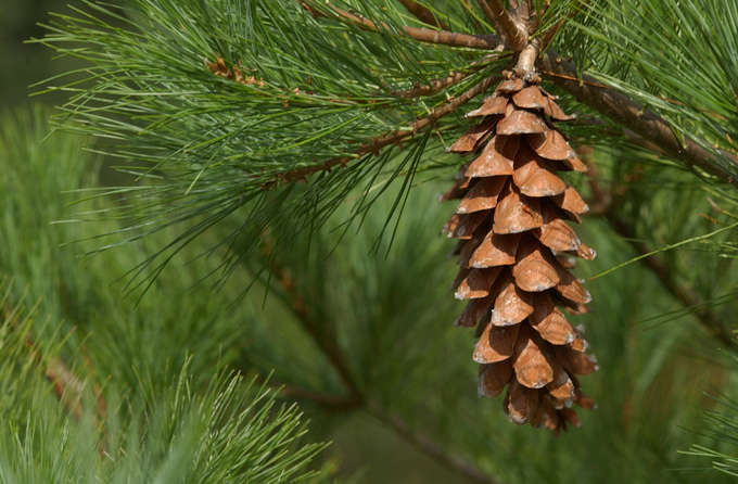 <p>eastern white pine, Pinus strobus, Pinaceae</p>