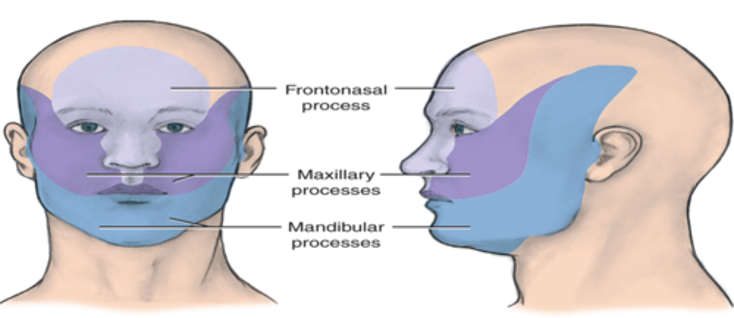 <p>1. <b>upper face</b> (derived from frontonasal process)<br>2. <b>midface</b> (derived from maxillary processes)<br>3. <b>lower face</b> (derived from mandibular processes)<br><br>They roughly correspond to the three centers of facial growth during prenatal development.</p>