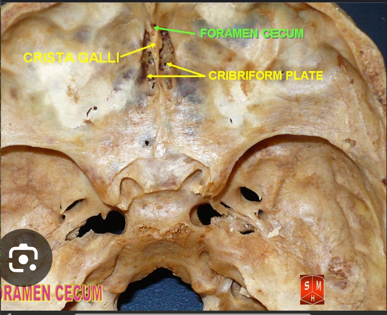 <p>Contents of the ethmoid bone</p>