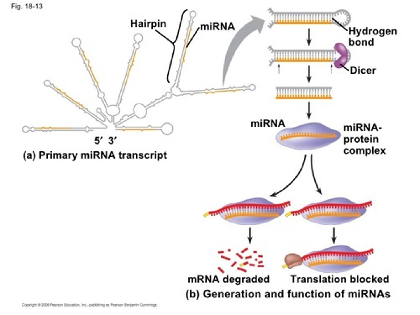 <p>(C) I and III Only</p><p>miRNA may silence gene expression through blocking translation or mRNA degradation. miRNA will not modify mRNA sequences.</p>