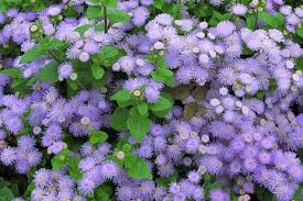 <p>Floss Flower </p>