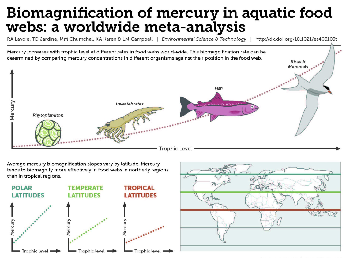 <p>Occurs when toxins increase in concentration as they <strong>move up the food chain</strong></p>