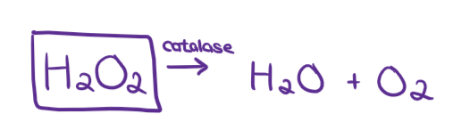 <ul><li><p><span><span> </span></span>a natural metabolite/waste product that accumulates in all cells</p></li></ul><p></p>
